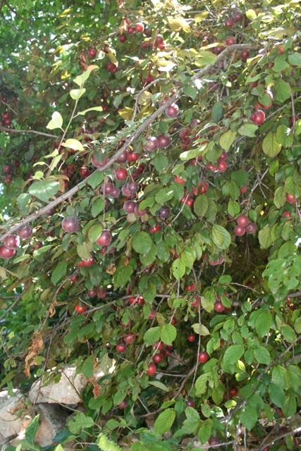 Ripe Myrobalan plums